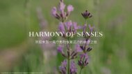 Harmony of Senses