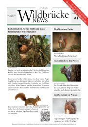 Eichhörnchen - Wildbrücke News 09/2024