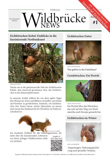Eichhörnchen - Wildbrücke News 09/2024