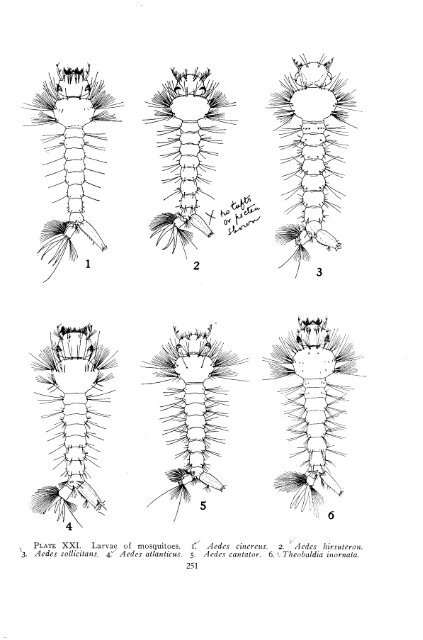 a handbook of the mosquitoes of north america - Systematic Catalog ...