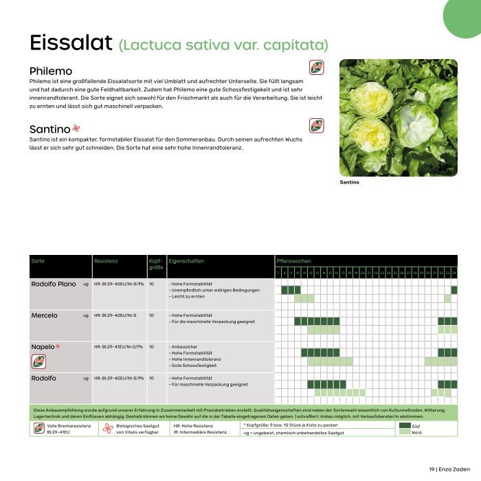 Kopfsalat (Lactuca sativa
