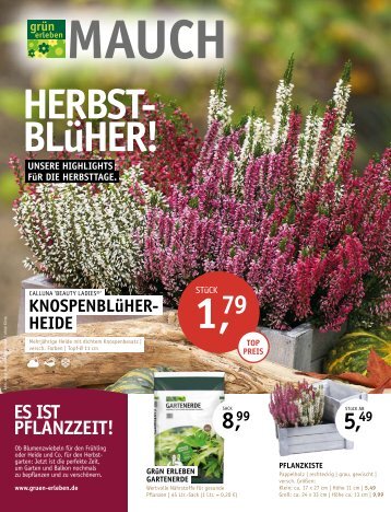 Mauch - Herbstblüher