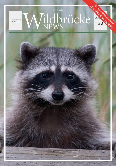 Wildbrücke Magazin 10/2024 - Waschbär