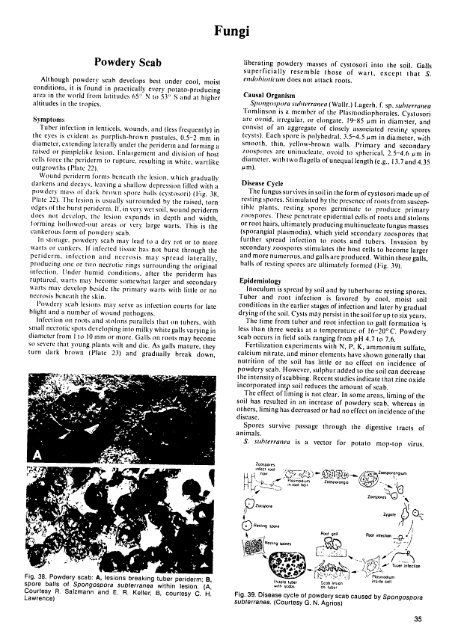 Compendium of Potato Diseases - (PDF, 101 mb) - USAID