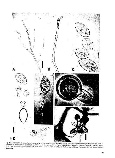 Compendium of Potato Diseases - (PDF, 101 mb) - USAID