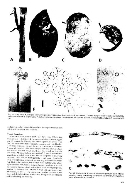 Compendium of Potato Diseases - (PDF, 101 mb) - USAID