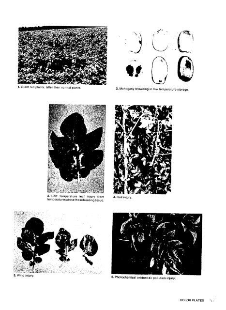 Compendium of Potato Diseases - (PDF, 101 mb) - USAID