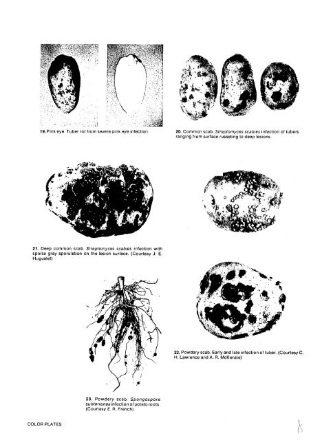 Compendium of Potato Diseases - (PDF, 101 mb) - USAID