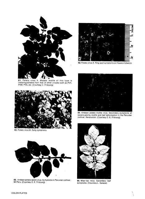 Compendium of Potato Diseases - (PDF, 101 mb) - USAID