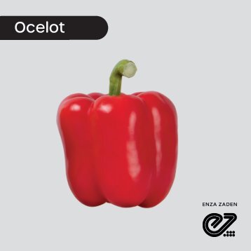 Pimiento Rojo Ocelot