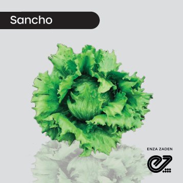 Lechuga Iceberg Sancho