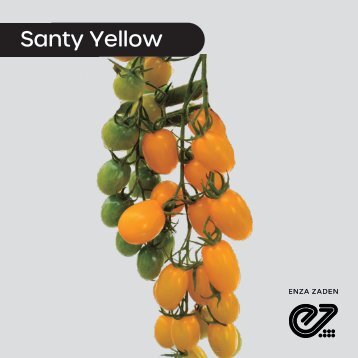 Tomate Grape Santy Yellow