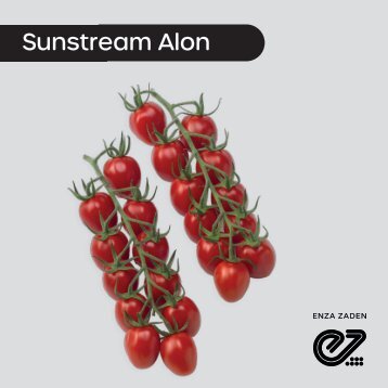 Tomate Sunstream Sustream Alon