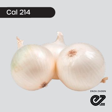 Cebolla Blanca Cal 214