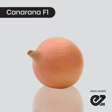 Cebolla Amarilla Canarana F1