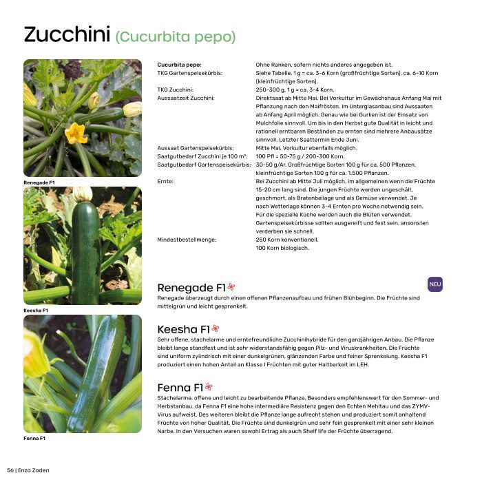 Zucchini (Cucurbita pepo)