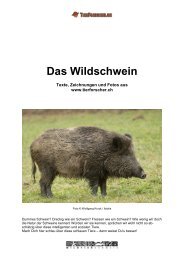 Das Wildschwein - Tierforscher