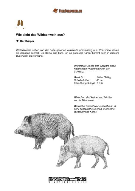 Das Wildschwein - Tierforscher