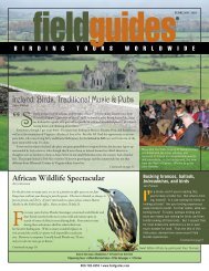 Ireland: Birds, Traditional Music & Pubs - Field Guides