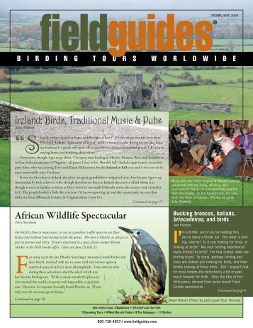 Ireland: Birds, Traditional Music & Pubs - Field Guides