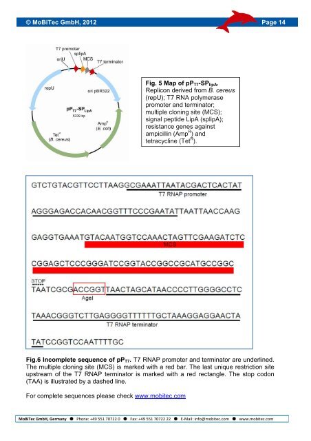 T7 RNA Polymerase Expression System for Bacillus megaterium