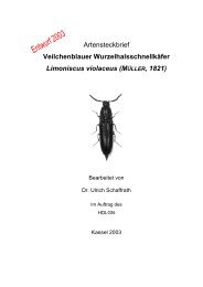 Veilchenblauer Wurzelhalsschnellkäfer Limoniscus ... - MULV Hessen