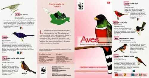 Aves de los Bosques Templados de la Sierra