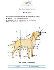Die Anatomie des Hundes - Hunderatgeber