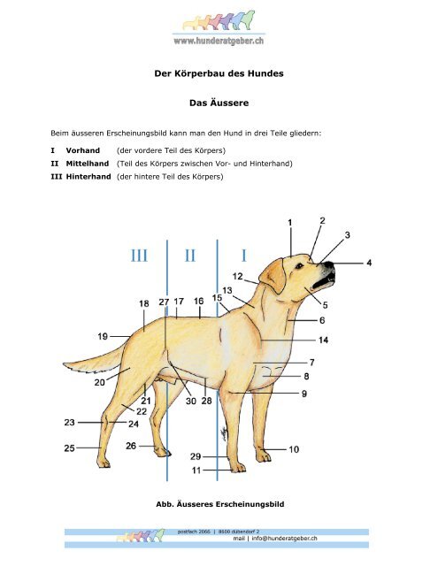 Die Anatomie des Hundes - Hunderatgeber