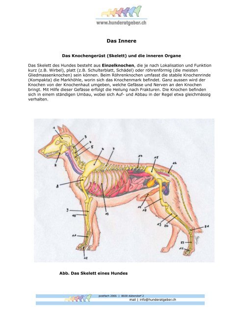 Buildingbridgesms: Anatomie Hund Innere Organe