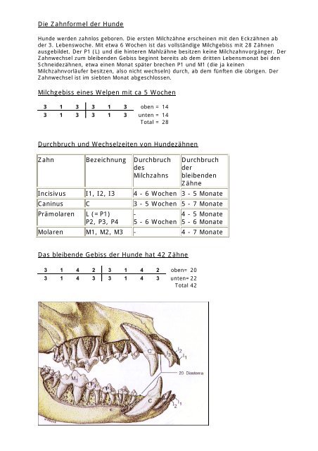Die Zahnformel der Hunde Milchgebiss eines Welpen mit ca 5 ...