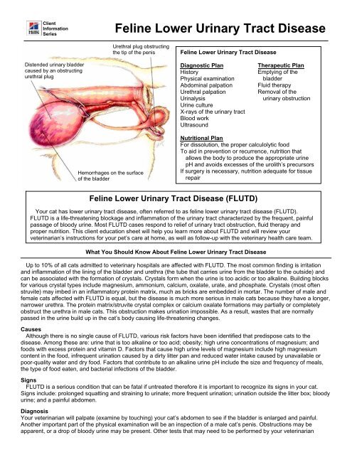 Feline urinary tract disease cheap treatment