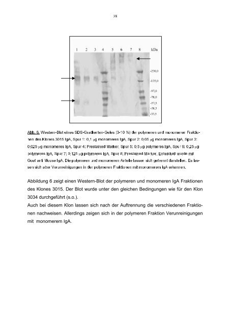 In vitro Analyse der Interaktion von IgA und - Stiftung Tierärztliche ...