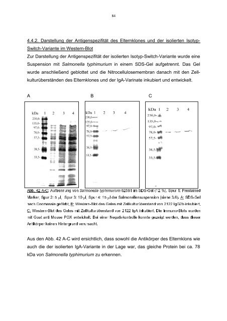 In vitro Analyse der Interaktion von IgA und - Stiftung Tierärztliche ...