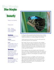 Mariposa azul (Spanish) Morpho paleides Class: Insecta Order ...