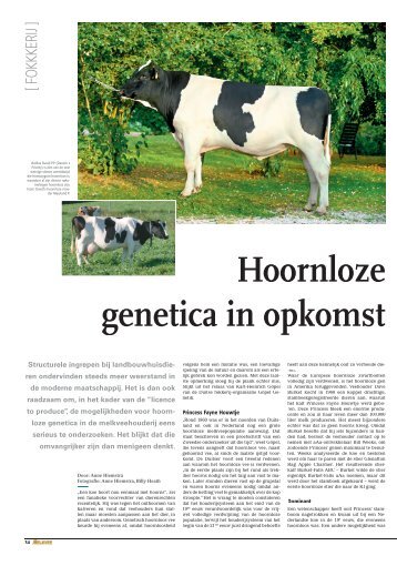 Rond 1860 was er nog een grote hoornloze ... - Polled Holsteins