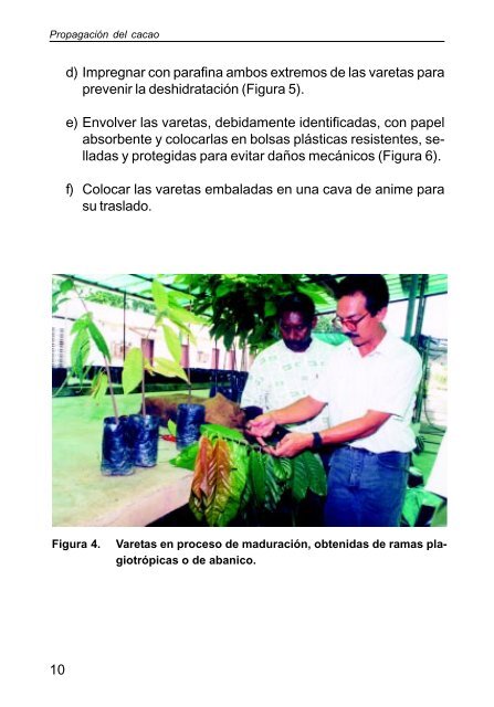 Propagación del cacao. Injerto de parche - Portal de Publicaciones ...