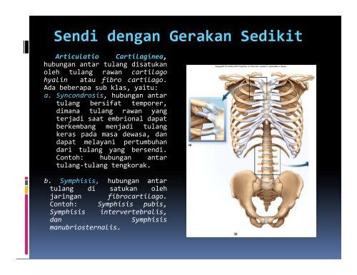 (tulang) yang bersendi, sendi dibedakan menjadi