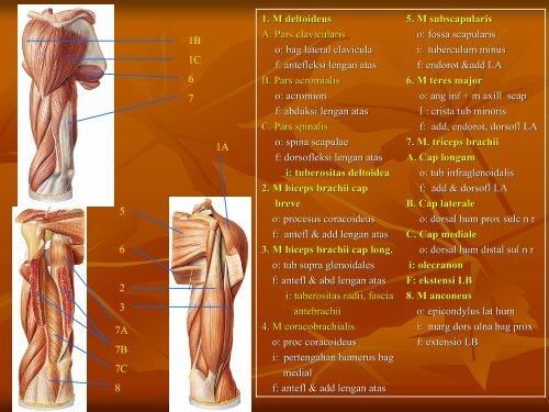 ANATOMI FUNGSIONAL.pdf - Staff Site Universitas Negeri Yogyakarta