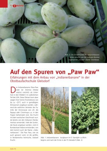 Auf den Spuren von „Paw Paw“