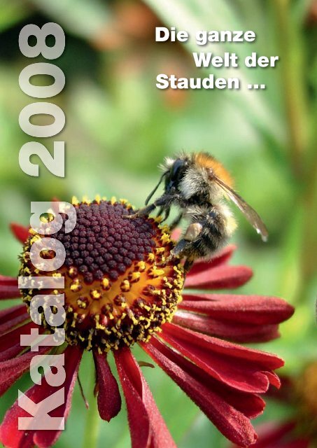 Pflanze im 9x9cmTopf Bunte Margerite Chrysanthemum cocineum /"Robinson Rot/"
