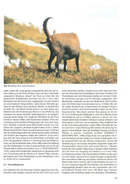 capra ibex - Nationalpark Berchtesgaden