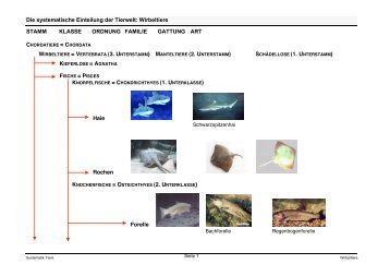 Die systematische Einteilung der Tierwelt: Wirbeltiere STAMM ...