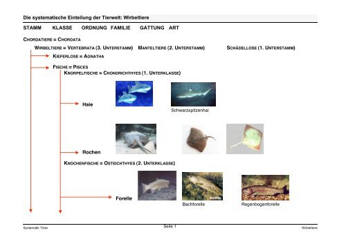 Die systematische Einteilung der Tierwelt: Wirbeltiere STAMM ...