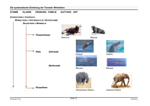 Die systematische Einteilung der Tierwelt: Wirbeltiere STAMM ...