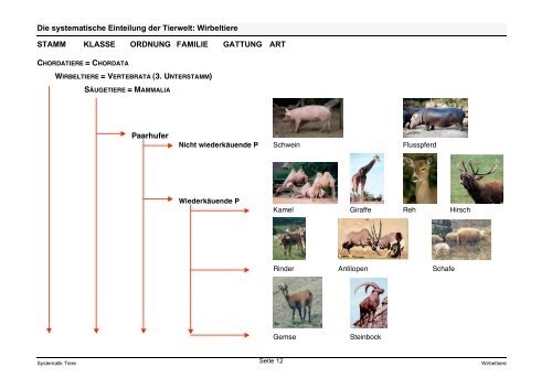 Die systematische Einteilung der Tierwelt: Wirbeltiere STAMM ...