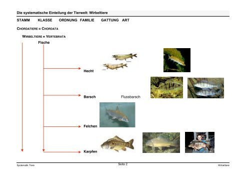 Die systematische Einteilung der Tierwelt: Wirbeltiere STAMM ...