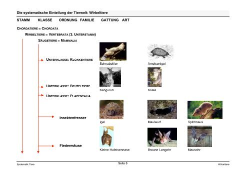 Die systematische Einteilung der Tierwelt: Wirbeltiere STAMM ...