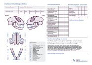 Dentale Befundbögen Kitten