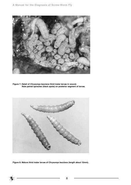 Manual for Diagnosis of Screw-worm Fly - xcs consulting